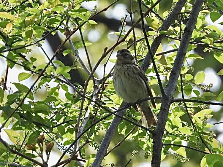 Rose-breasted Grosbeak - Rosanne Petrich