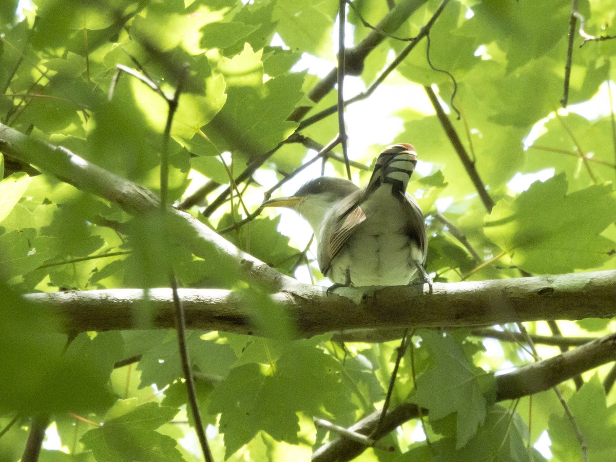 Yellow-billed Cuckoo - ML618829512