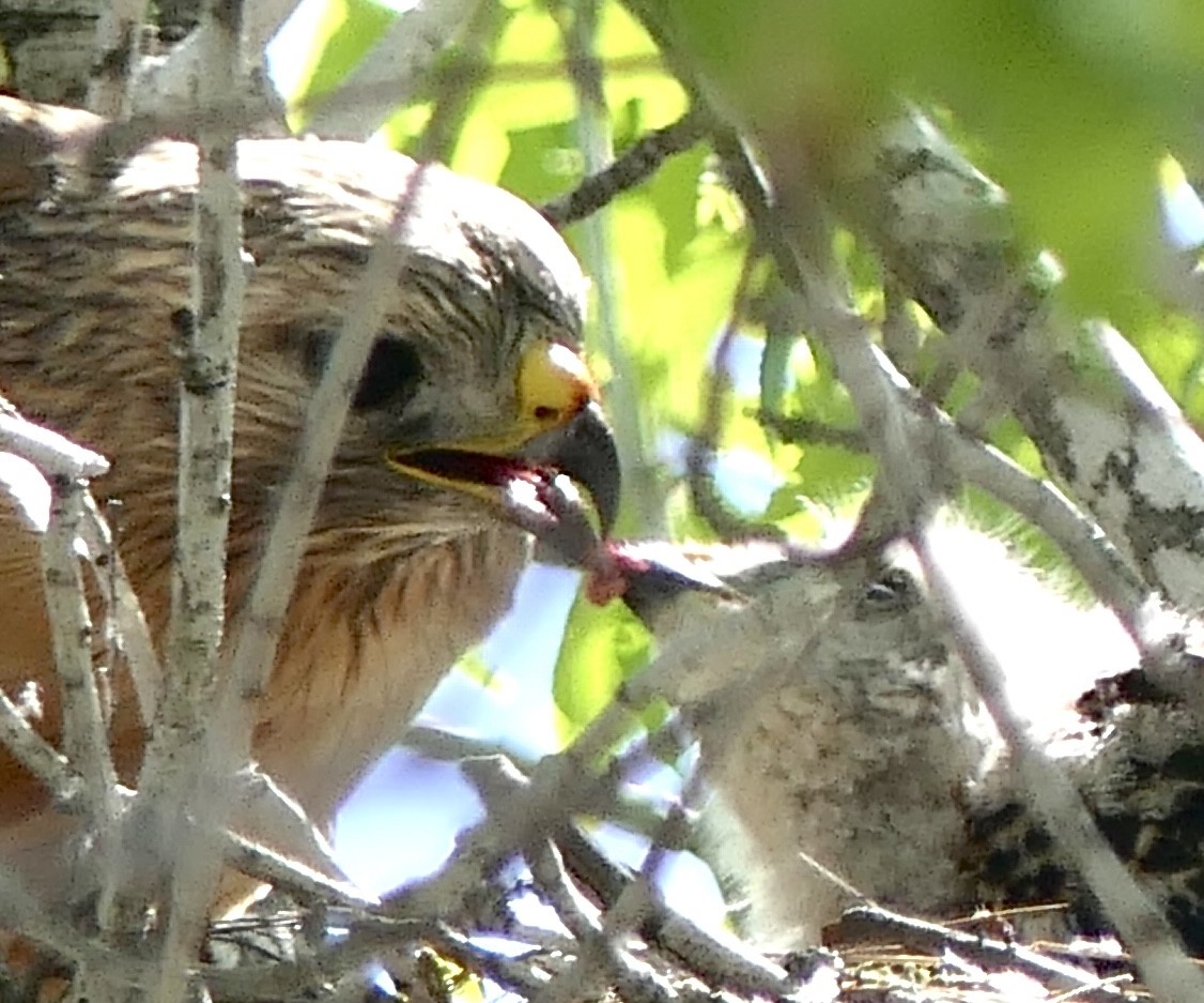 Red-shouldered Hawk - Marc Bierdzinski