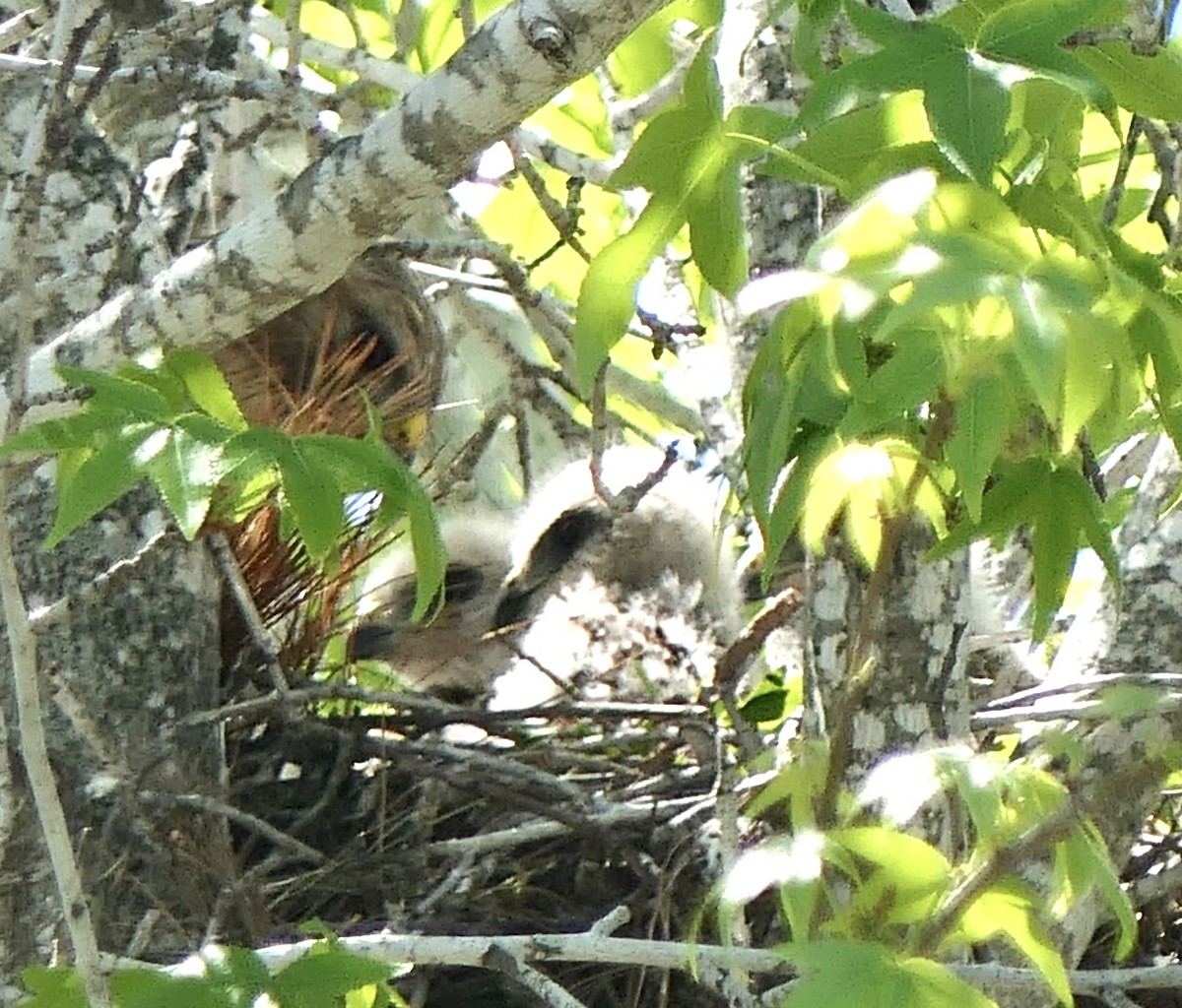 Red-shouldered Hawk - ML618829519