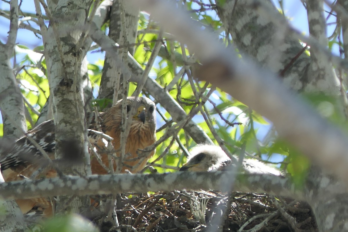 Red-shouldered Hawk - Marc Bierdzinski