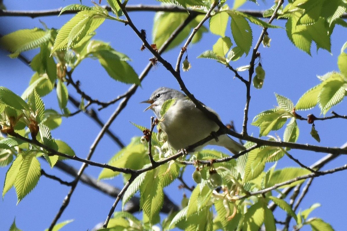 Tennessee Warbler - Benoit Goyette