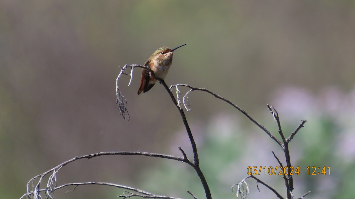 Allen's Hummingbird - Zehava Purim-Adimor