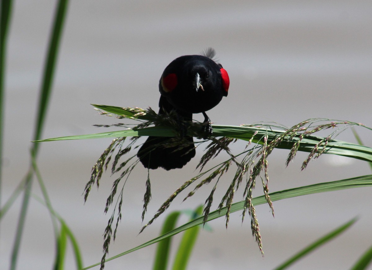 Red-winged Blackbird - Maria Morelli