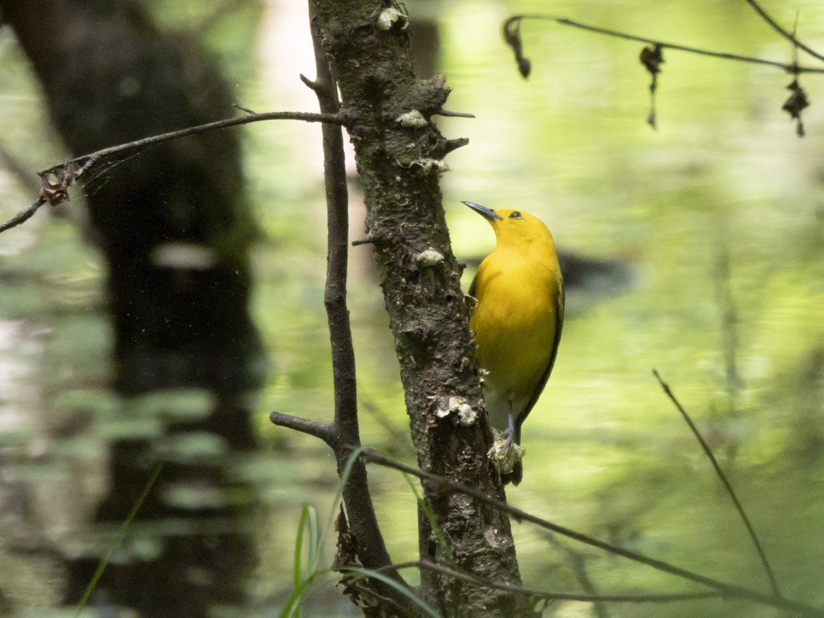 Prothonotary Warbler - Carol Bailey-White