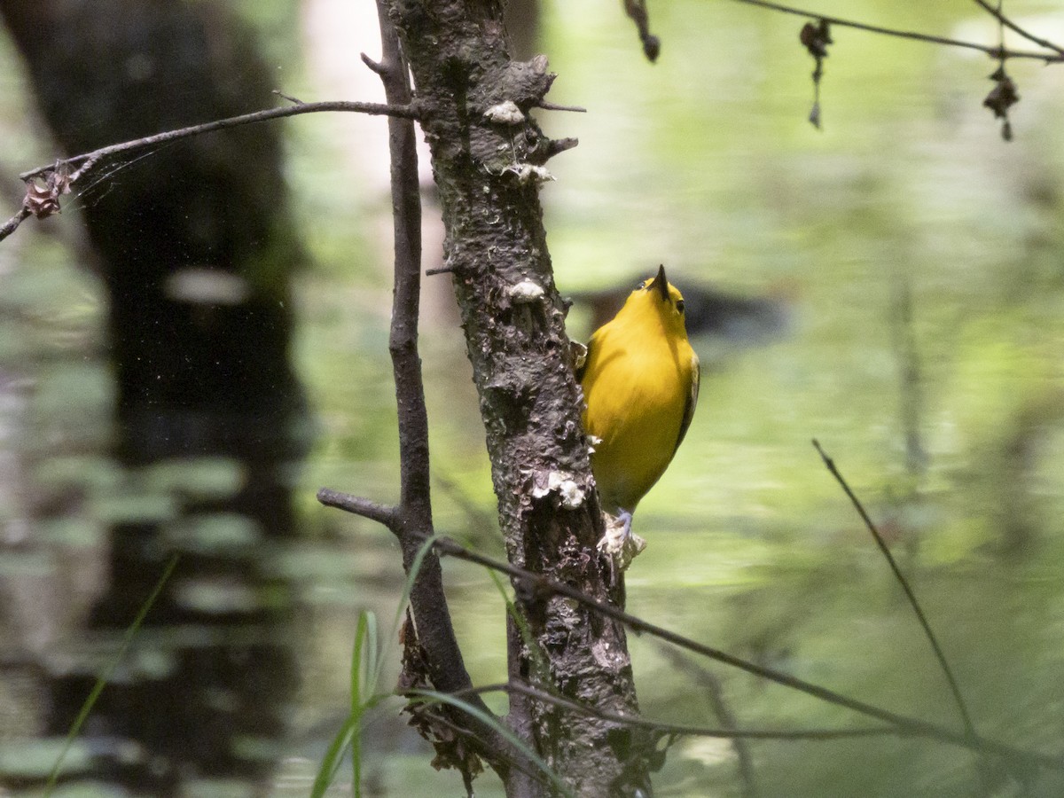 Prothonotary Warbler - Carol Bailey-White