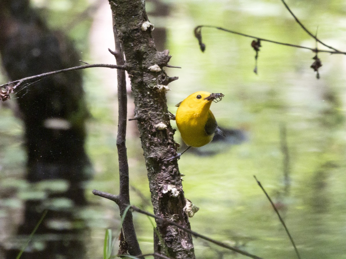 Prothonotary Warbler - Carol Bailey-White