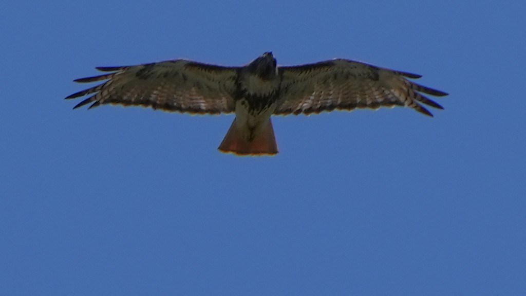 Red-tailed Hawk - Dave Bowman