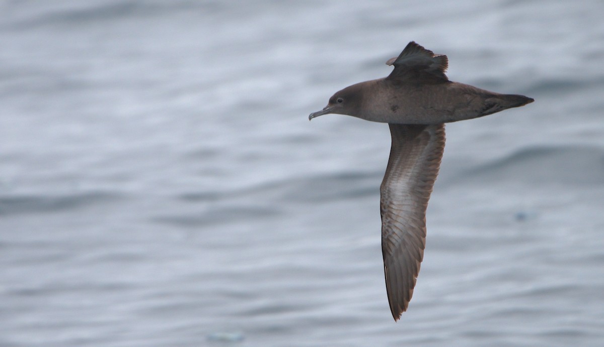 Sooty Shearwater - Curtis Marantz