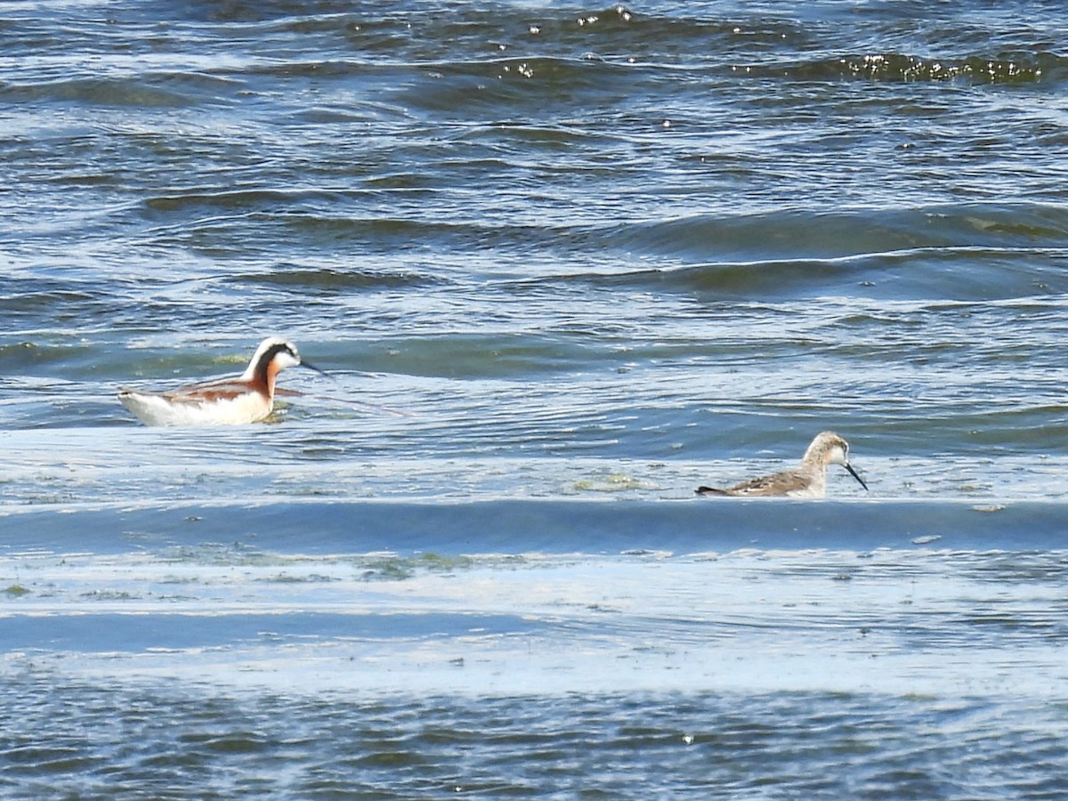 Wilson's Phalarope - Kathryn Hyndman