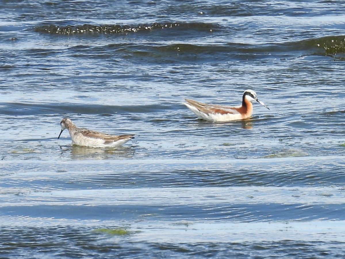 Wilson's Phalarope - Kathryn Hyndman