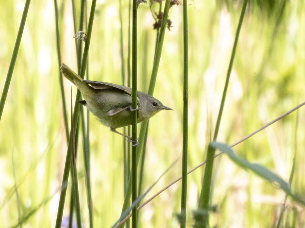 Common Yellowthroat - Carol Bailey-White