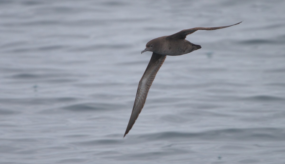 Sooty Shearwater - Curtis Marantz