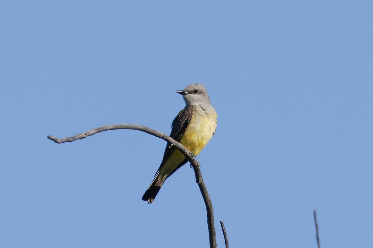 Western Kingbird - Becca Cockrum