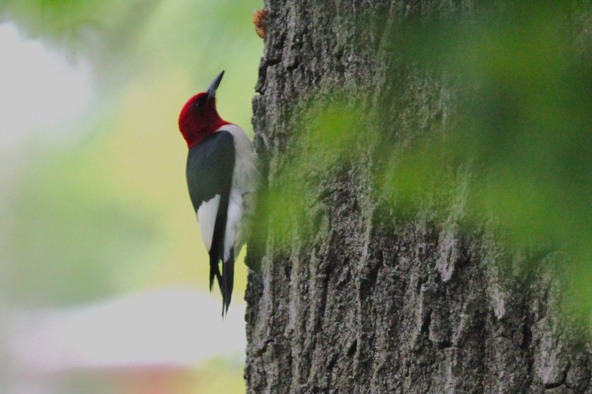 Red-headed Woodpecker - ML618829591