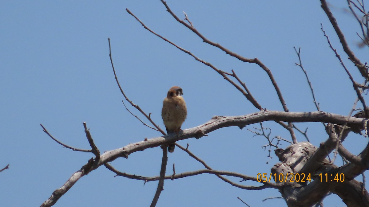 American Kestrel - Zehava Purim-Adimor