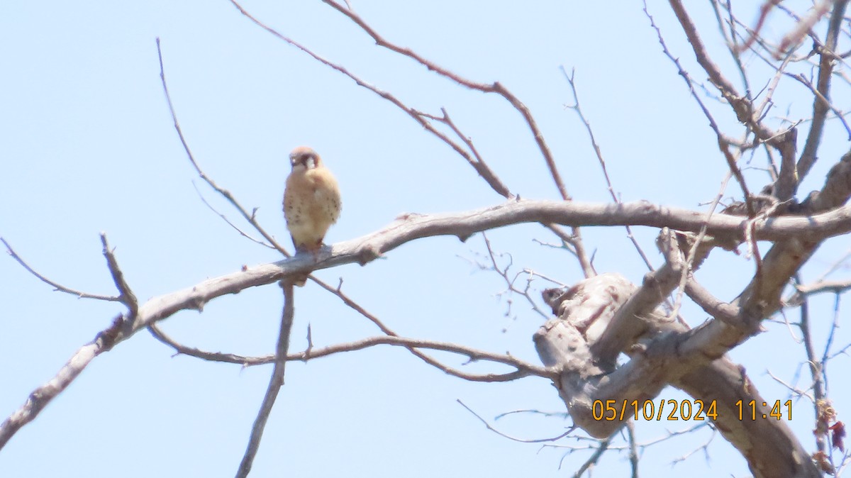 American Kestrel - Zehava Purim-Adimor