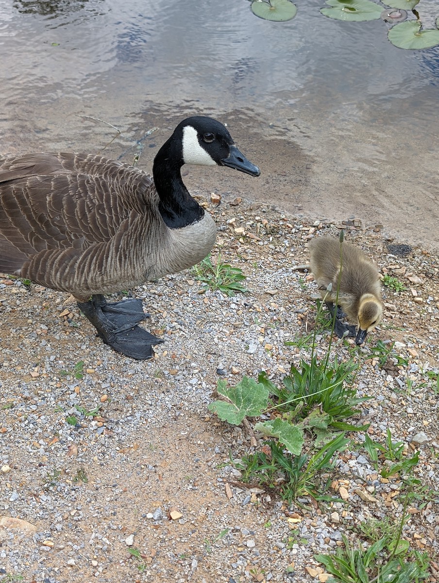 Canada Goose - ML618829596