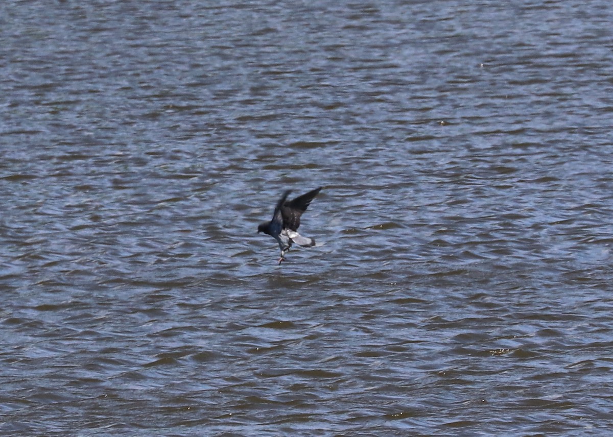 Rock Pigeon (Feral Pigeon) - Susan Szeszol