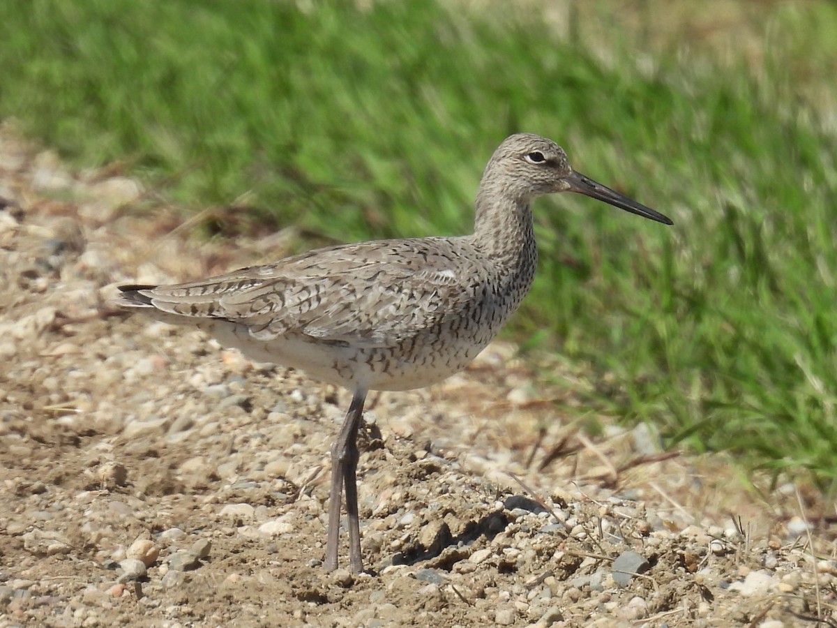 Willet - Kathryn Hyndman