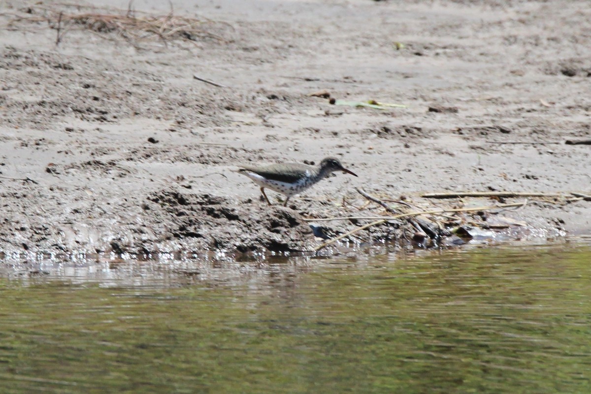 Spotted Sandpiper - Joshua Hedlund