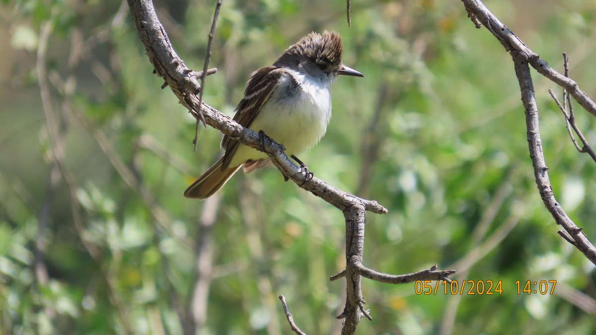 Ash-throated Flycatcher - Zehava Purim-Adimor