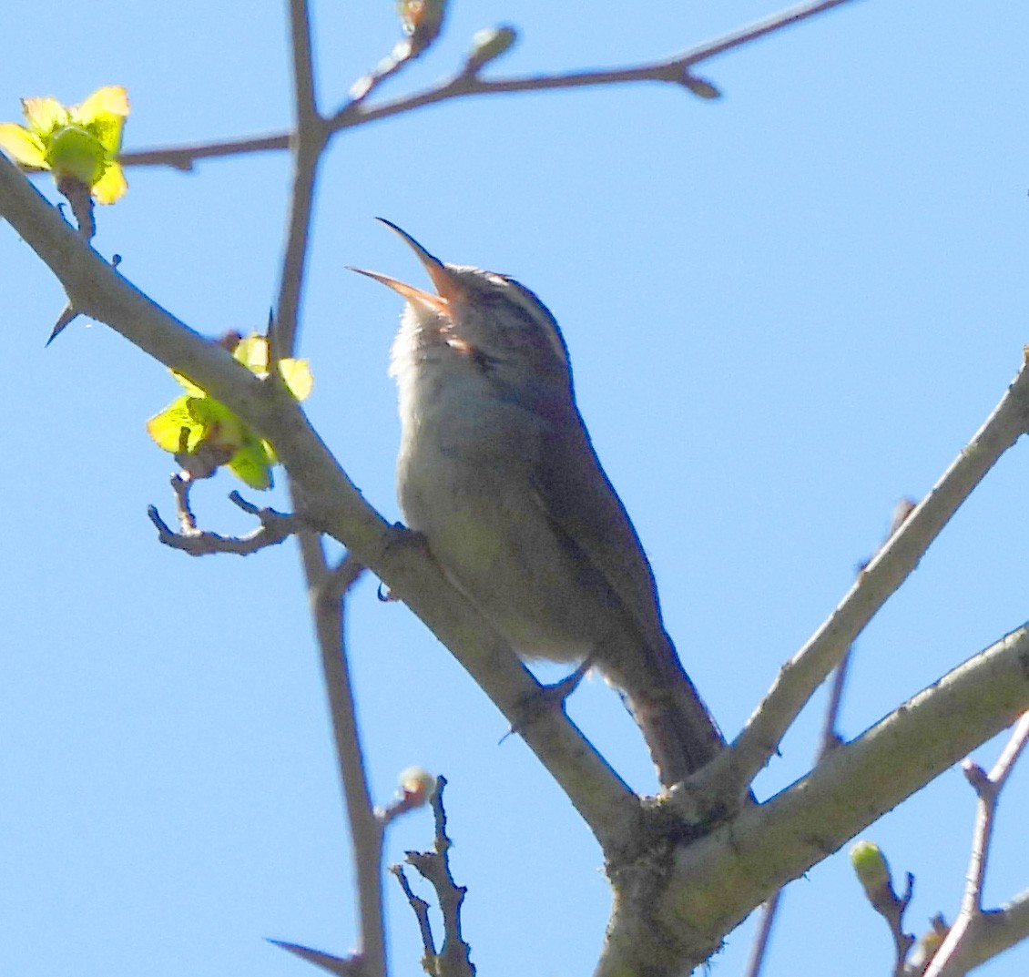 Bewick's Wren - Paula Randolph