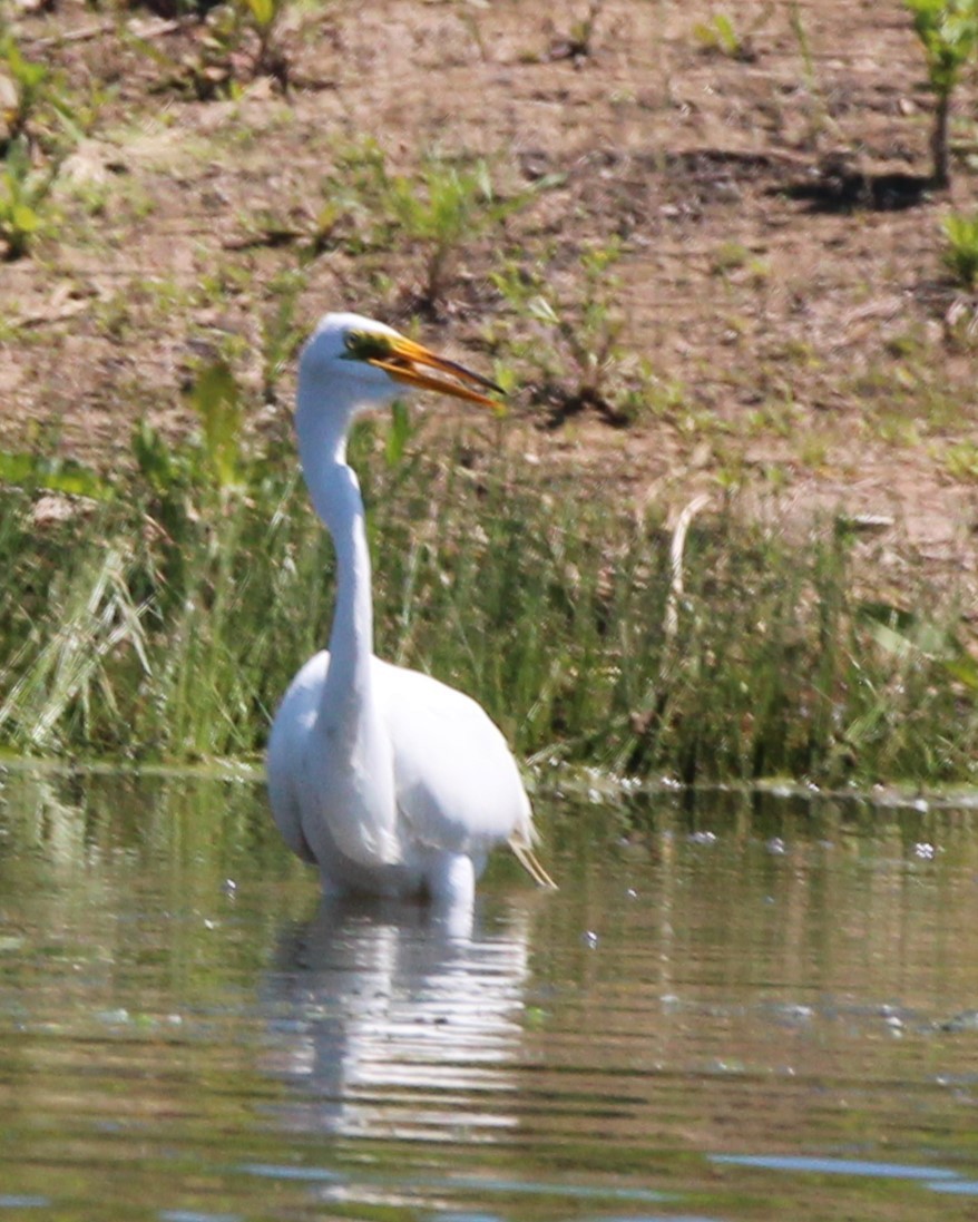 Great Egret - Joshua Hedlund