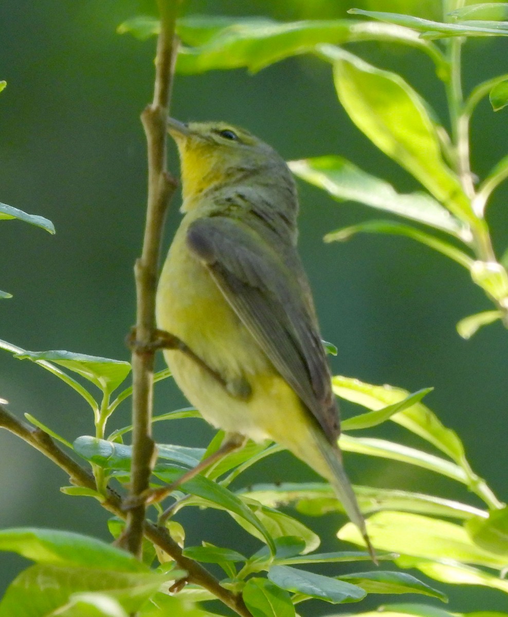 Orange-crowned Warbler - Paula Randolph