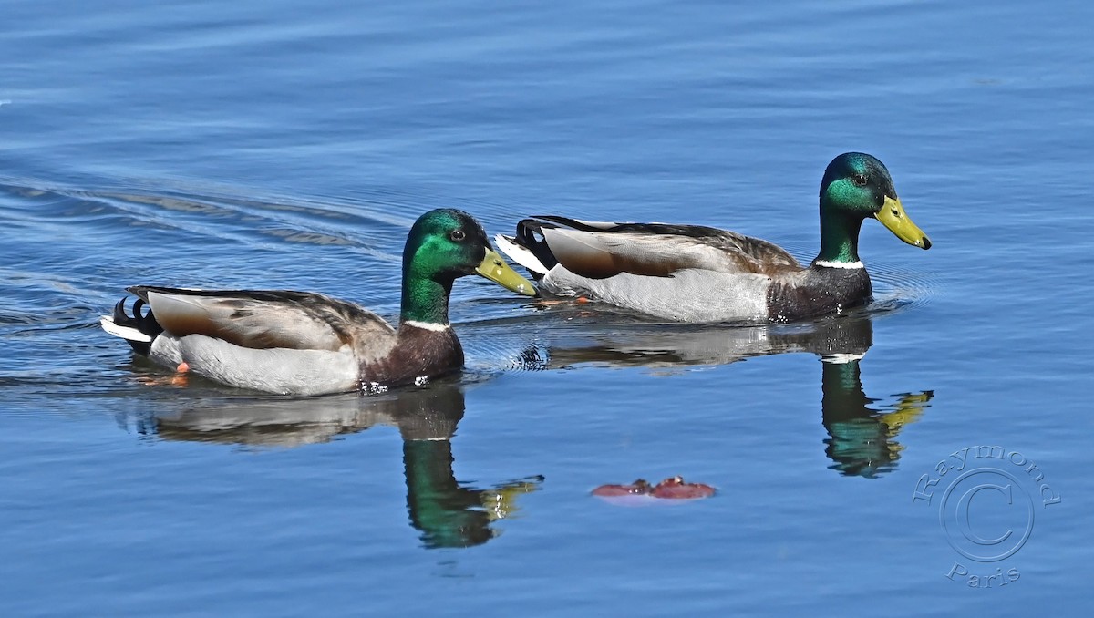 Mallard - Raymond Paris