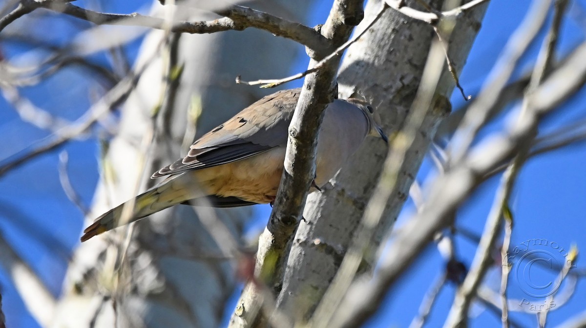 Mourning Dove - Raymond Paris