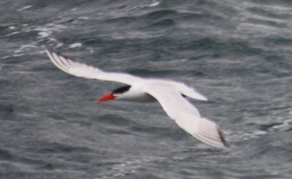 Caspian Tern - Jeffrey C and Teresa B Freedman