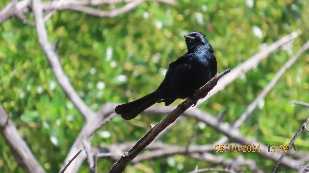 Phainopepla - Zehava Purim-Adimor