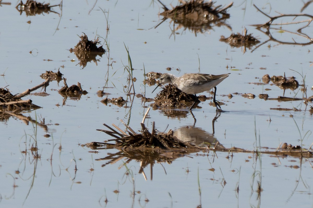 shorebird sp. - Lori Buhlman