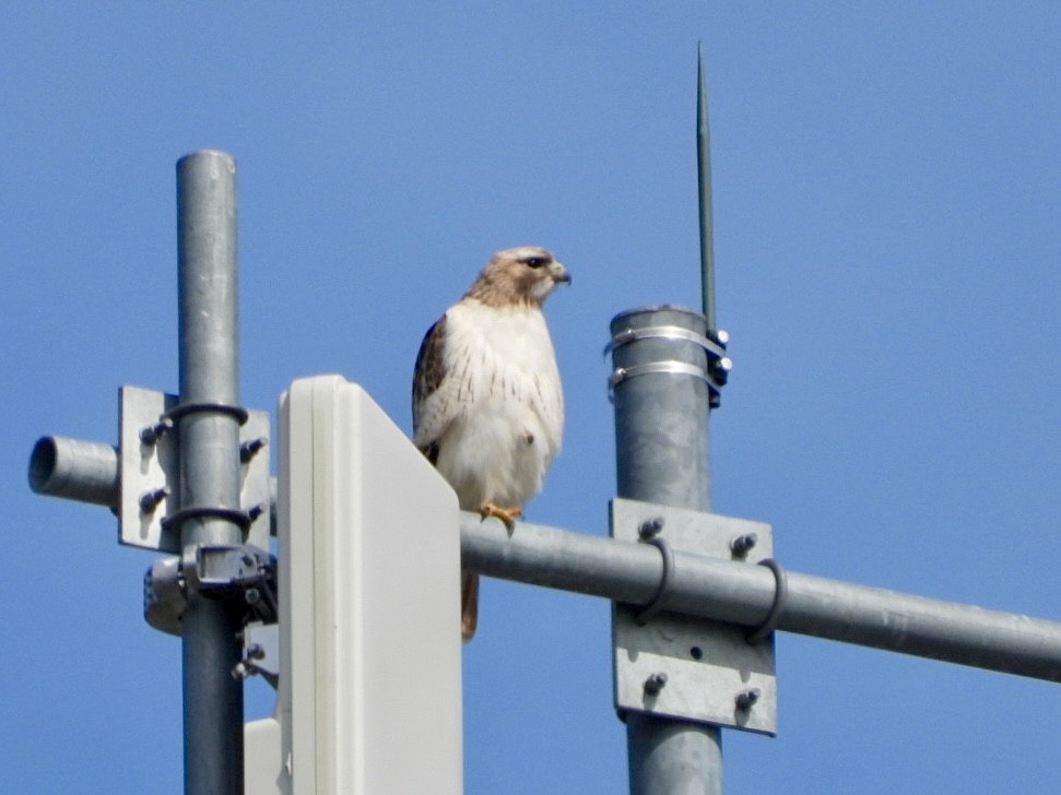 Red-tailed Hawk - Rosanne Petrich