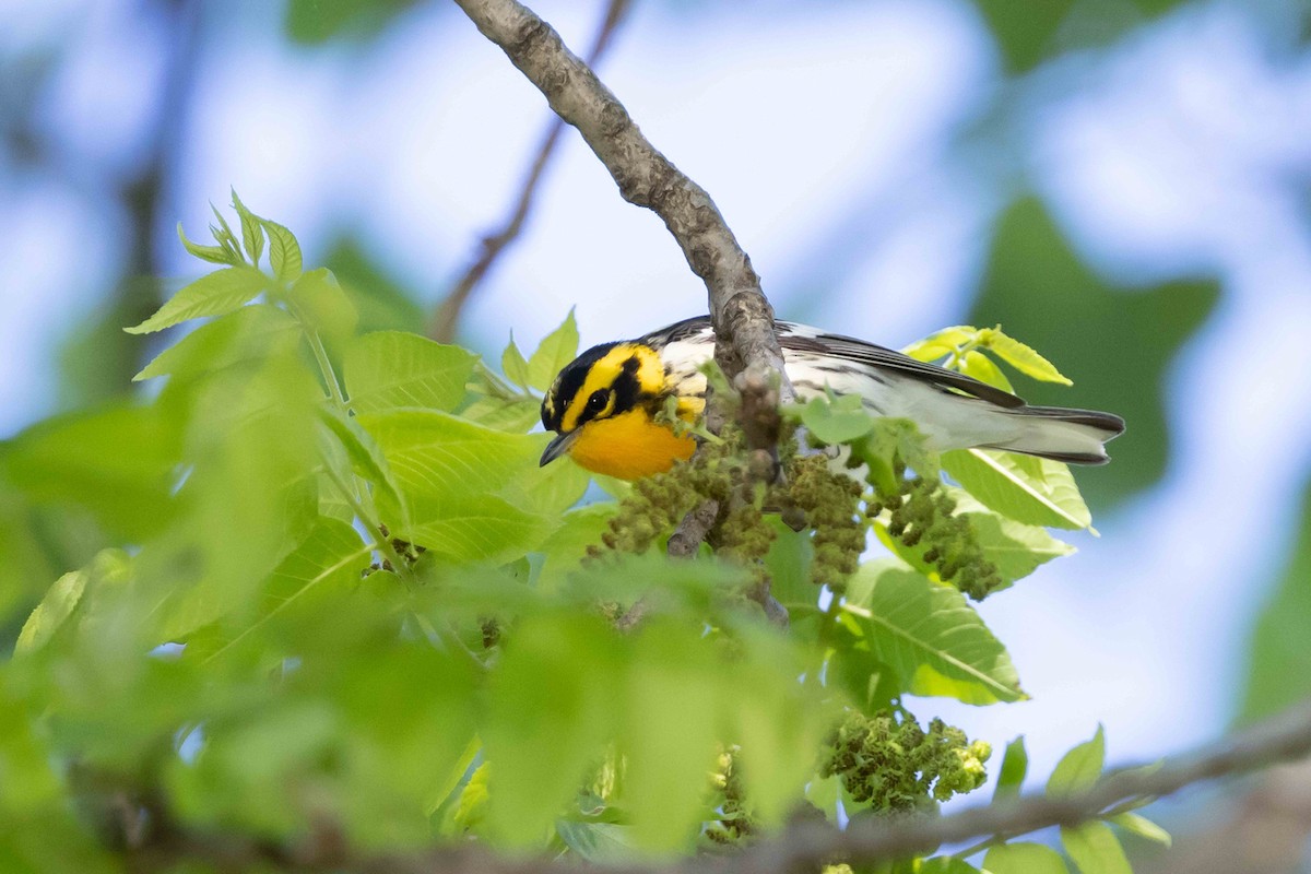 Blackburnian Warbler - Linda Rudolph