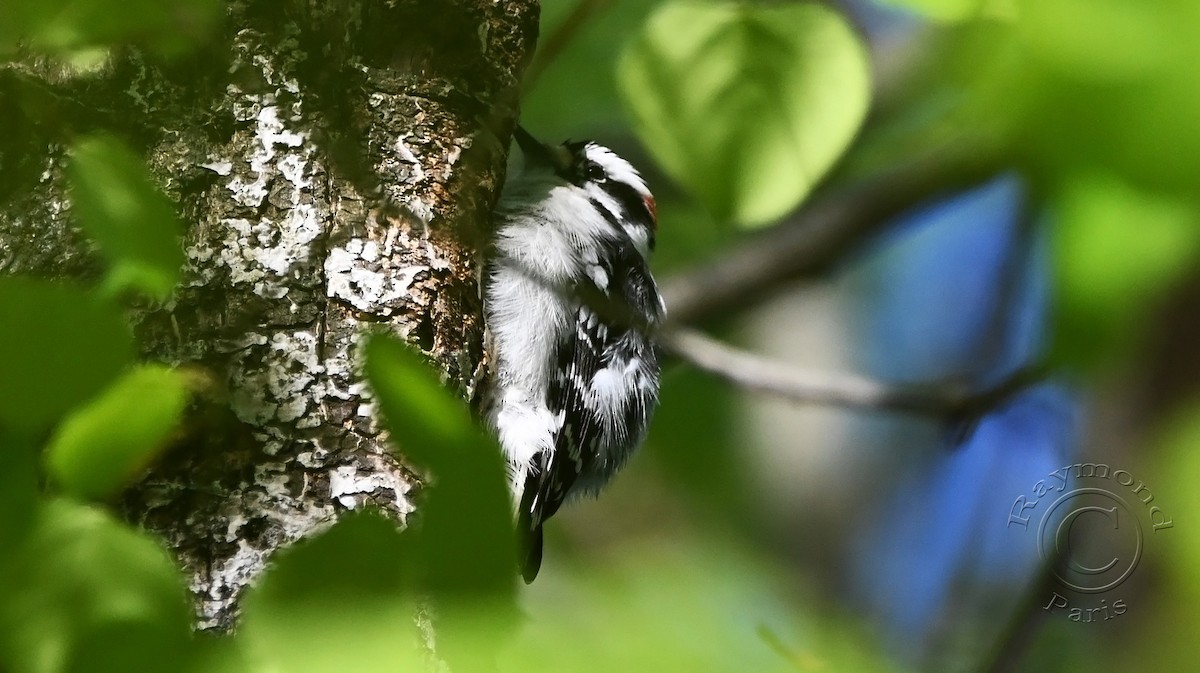 Downy Woodpecker - Raymond Paris