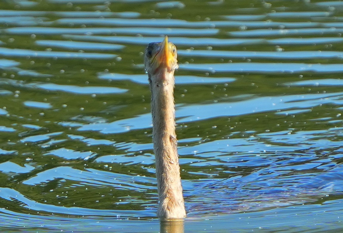 Anhinga - Dave Bowman