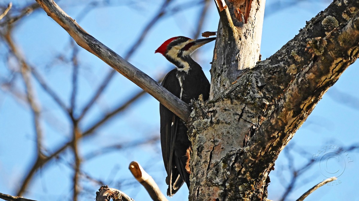 Pileated Woodpecker - Raymond Paris