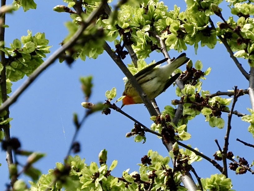 Blackburnian Warbler - Rosanne Petrich