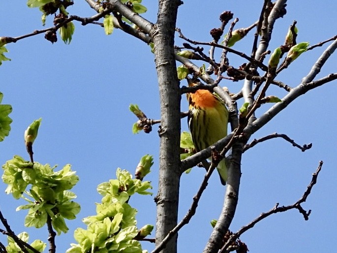 Blackburnian Warbler - Rosanne Petrich