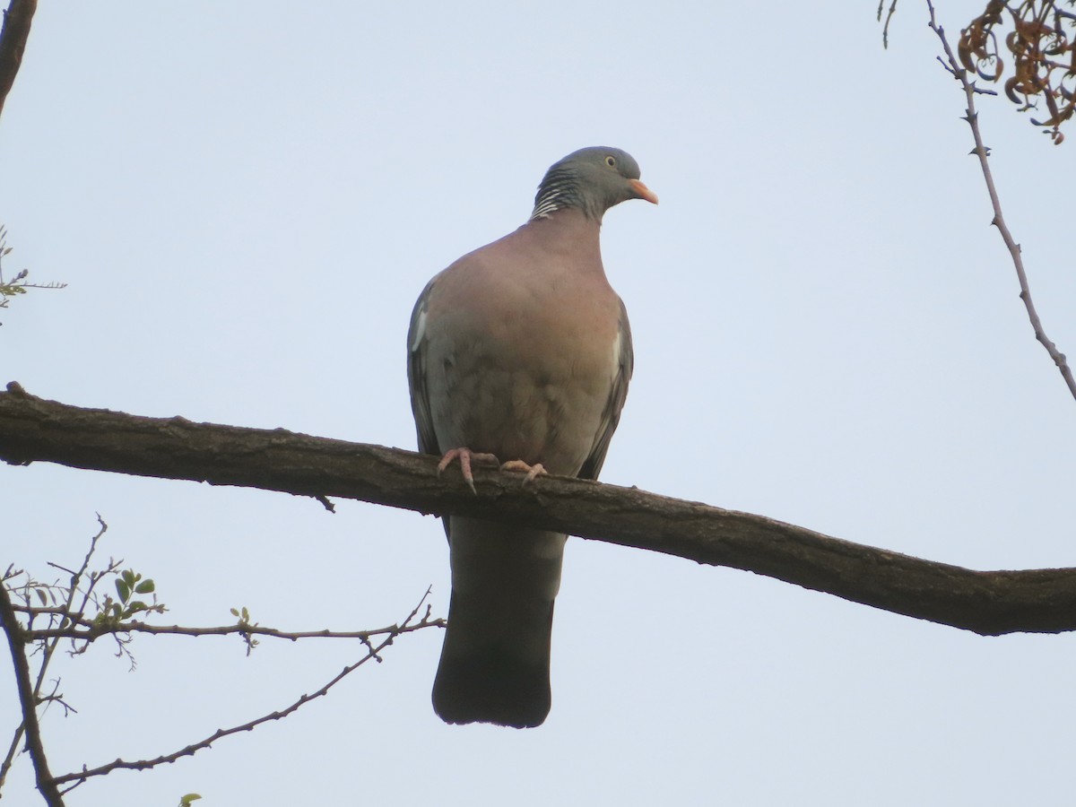 Common Wood-Pigeon - ML618829732