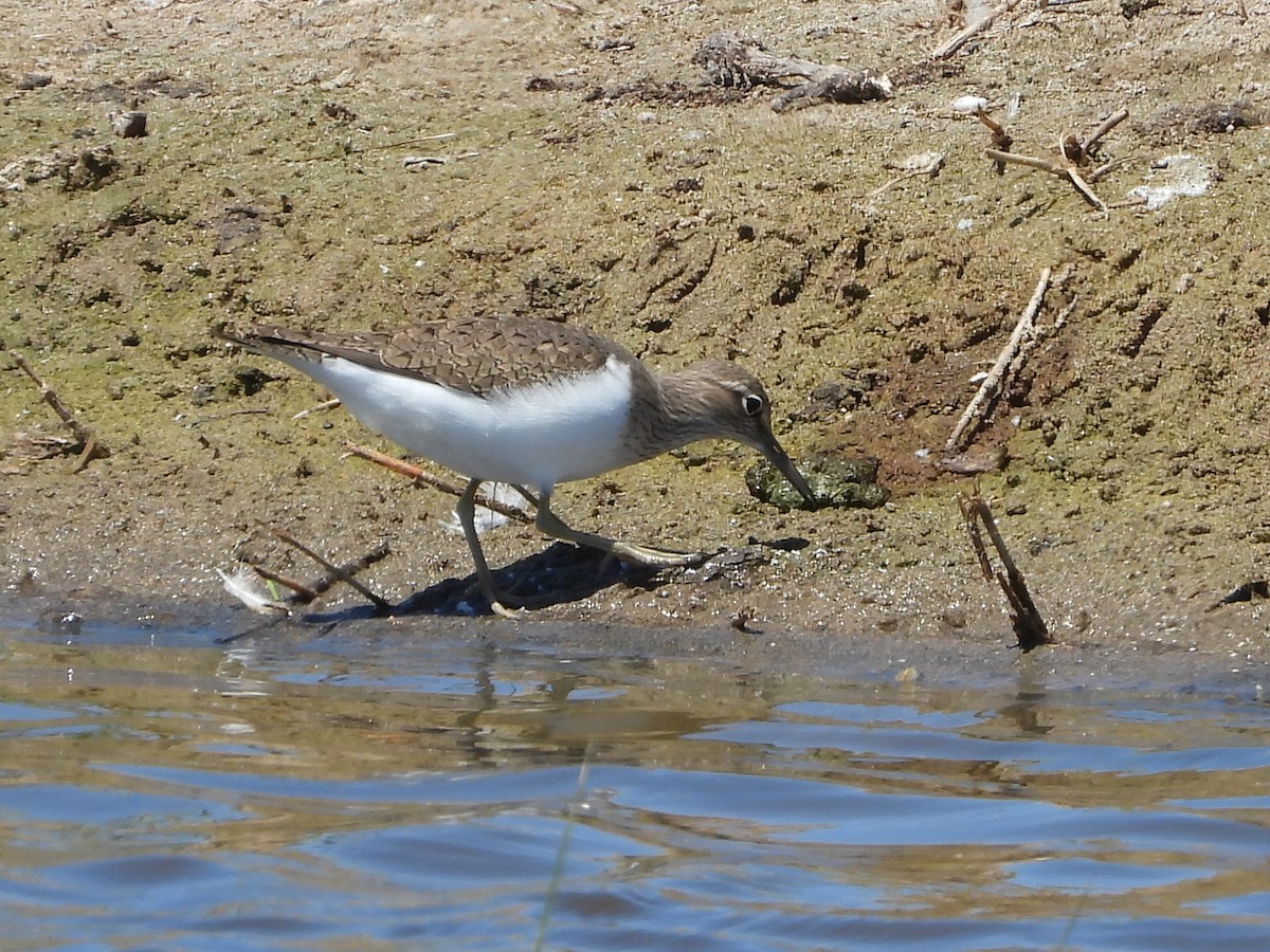 Common Sandpiper - Ricardo Moral