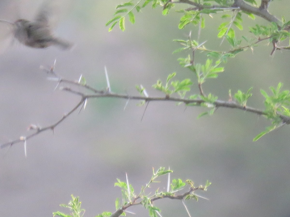 kolibřík temnobřichý - ML618829735
