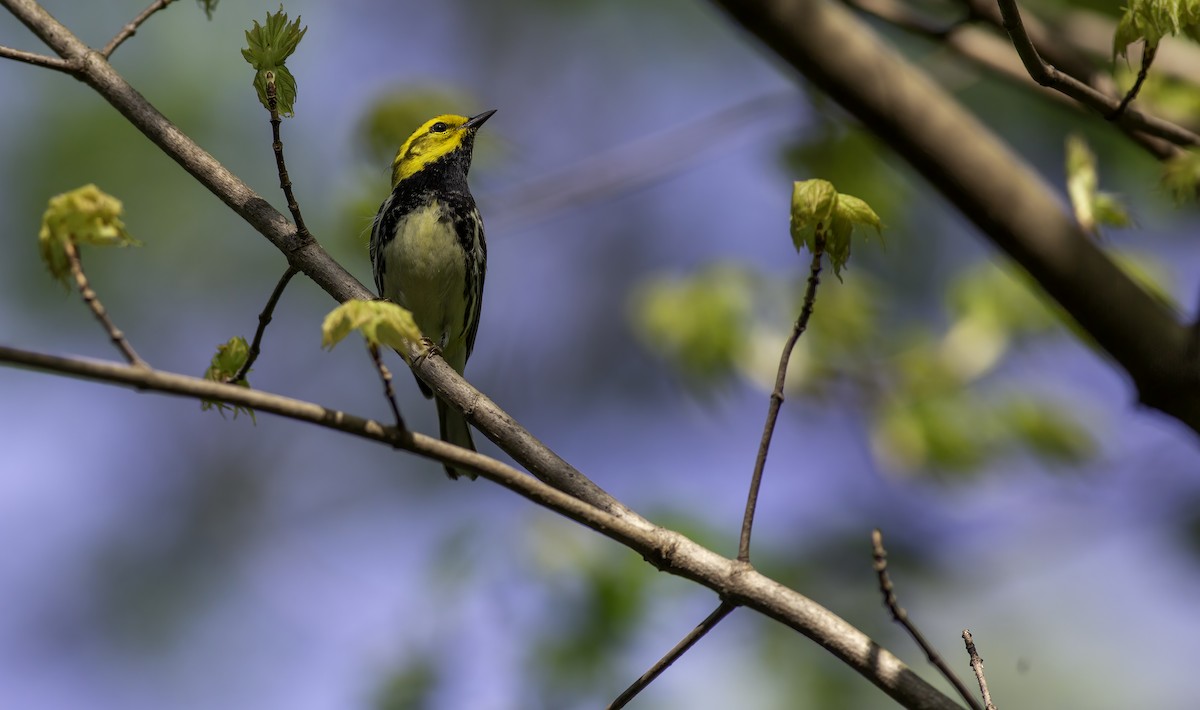 Grünmantel-Waldsänger - ML618829751