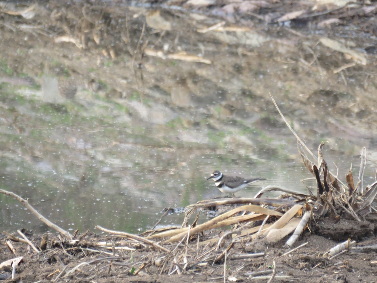 Killdeer - Tanya Lapierre