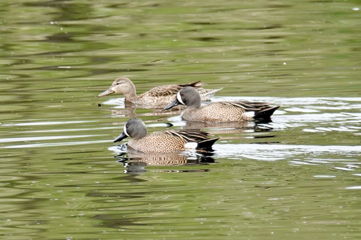 Blue-winged Teal - Shawn McCandless