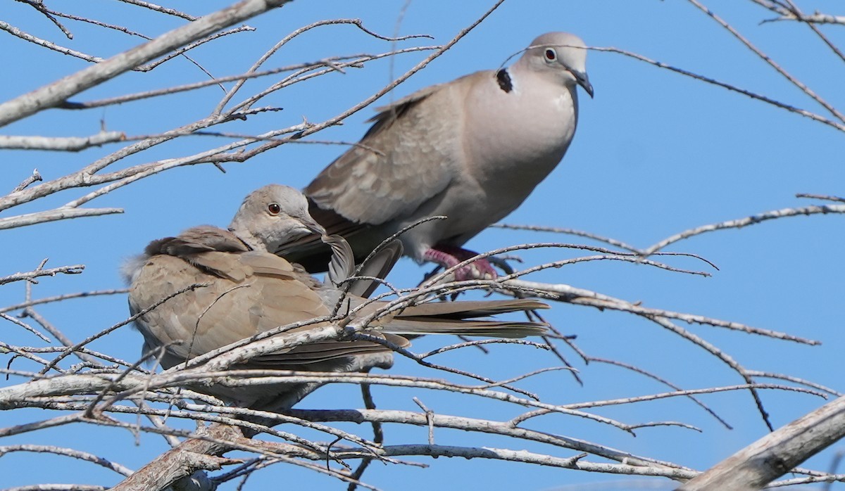 Eurasian Collared-Dove - Dave Bowman