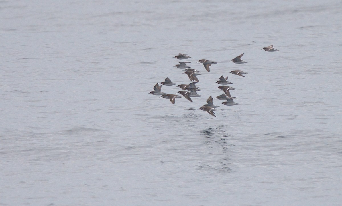 Red-necked Phalarope - Curtis Marantz