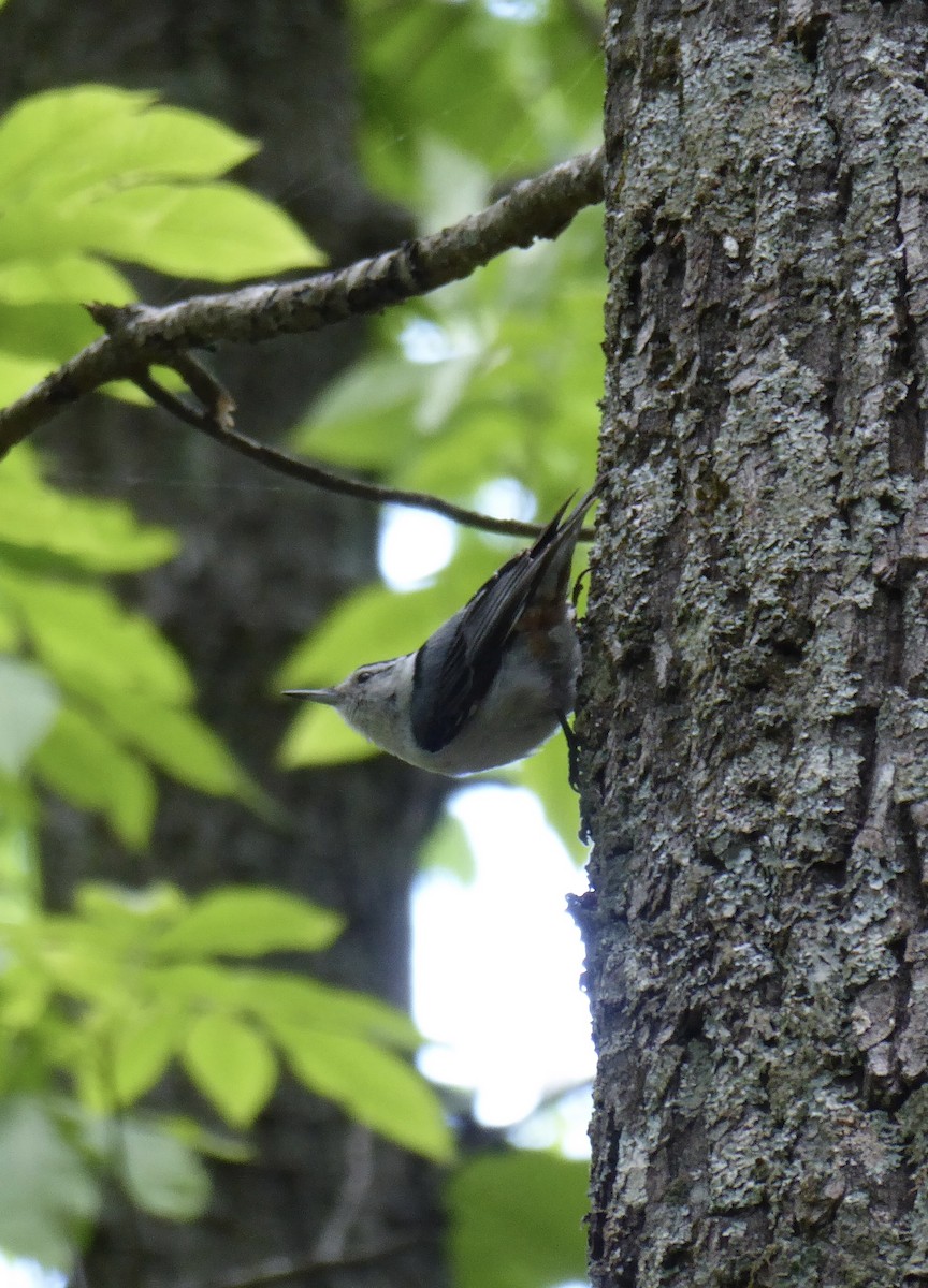 White-breasted Nuthatch - Paul Hintze